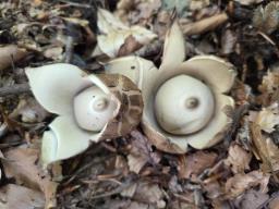 Geastrum michelianum