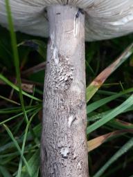 Amanita ceciliae