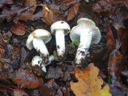 Hygrophorus lindtneri