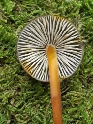 Mycena crocata