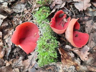 Sarcoscypha austriaca