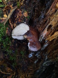 Pluteus atromarginatus