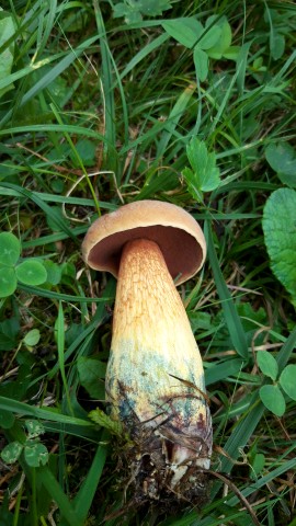 Suillellus luridus