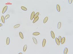 Xerocomellus ripariellus