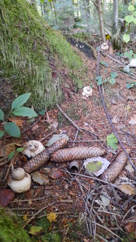 Geastrum fimbriatum