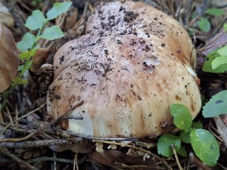 Tricholoma colossus