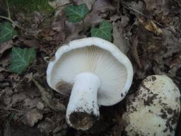 Russula delica