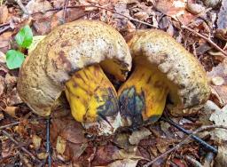 Cyanoboletus pulverulentus
