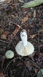 Russula aeruginea