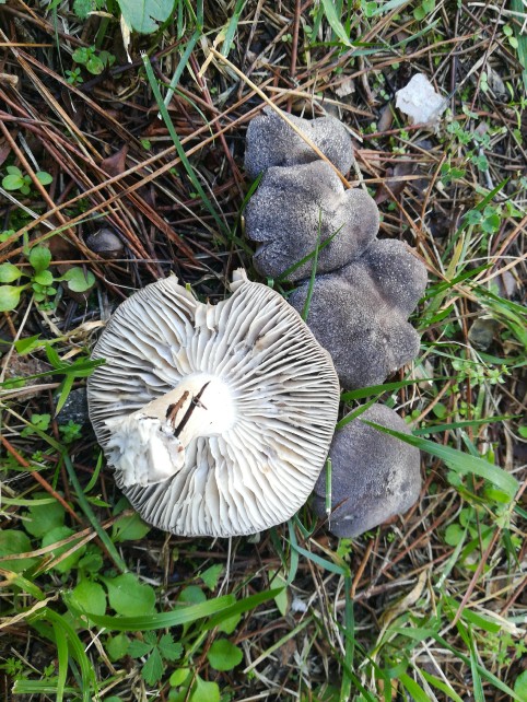Tricholoma terreum