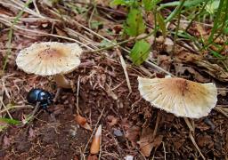 Pseudosperma obsoletum