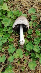 Coprinopsis atramentaria