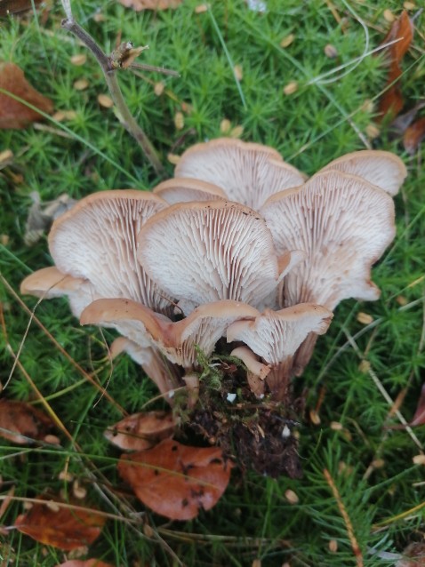 Lentinellus cochleatus