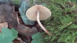 Conocybe macrocephala