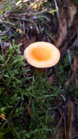 Hygrophoropsis aurantiaca