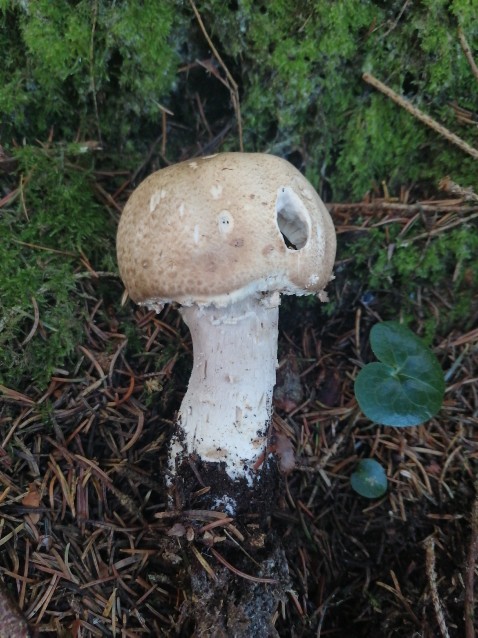 Agaricus augustus