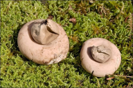 Geastrum fimbriatum