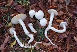 Hygrophorus cossus