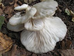 Pleurotus populinus