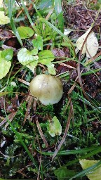 Amanita phalloides