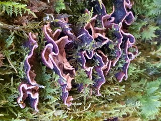 Amylostereum areolatum