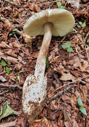 Amanita umbrinolutea