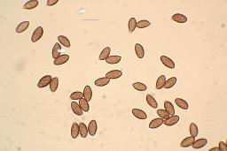 Thaxterogaster talus