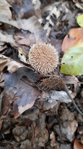 Lycoperdon echinatum