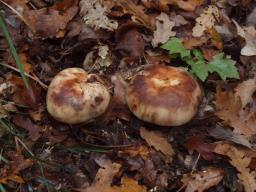 Russula illota