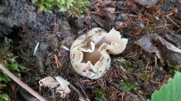 Sarcosphaera coronaria