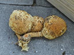 Pholiota squarrosoides