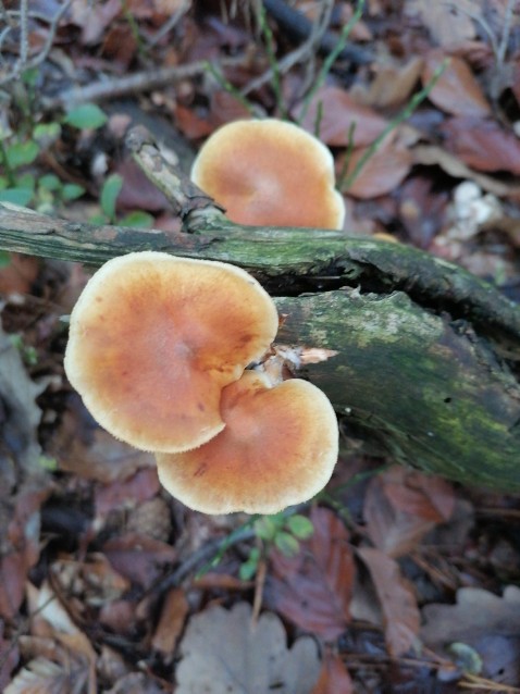 Pholiota squarrosa