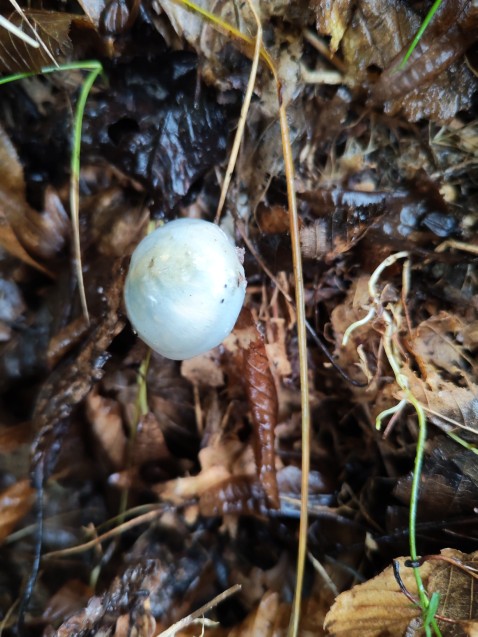 Stropharia aeruginosa