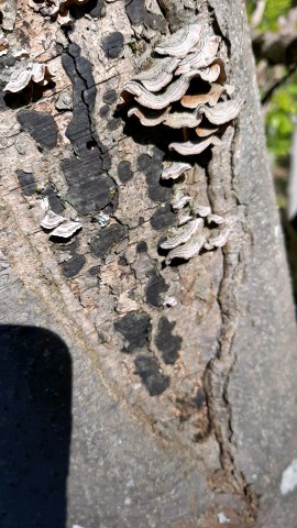 Biscogniauxia nummularia