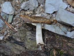 Cystoagaricus silvestris