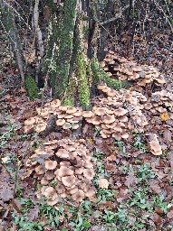 Armillaria mellea