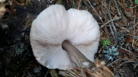 Pluteus atromarginatus