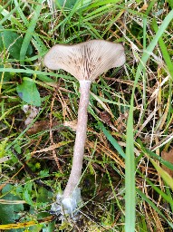 Pseudoclitocybe expallens