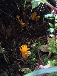 Calocera viscosa
