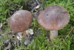 Inocybe nitidiuscula