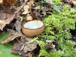 Humaria hemisphaerica