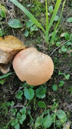 Rheubarbariboletus armeniacus