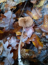 Entoloma hebes