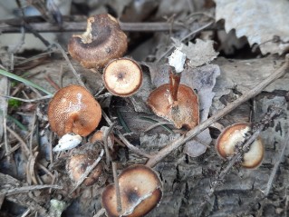 Lentinus arcularius