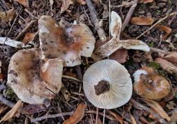 Russula acrifolia