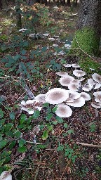 Clitocybe nebularis