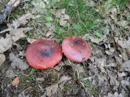 Russula melliolens