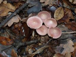 Mycena rosea