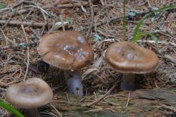 Cortinarius stillatitius