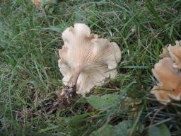 Clitocybe costata